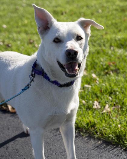 Enlarge Rexa, a Adoptable mixed breed in Pequot Lakes, MN image 2/3