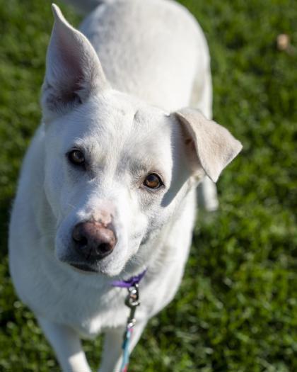 Enlarge Rexa, a Adoptable mixed breed in Pequot Lakes, MN image 3/3