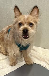 Lucky, Adult Male Terrier