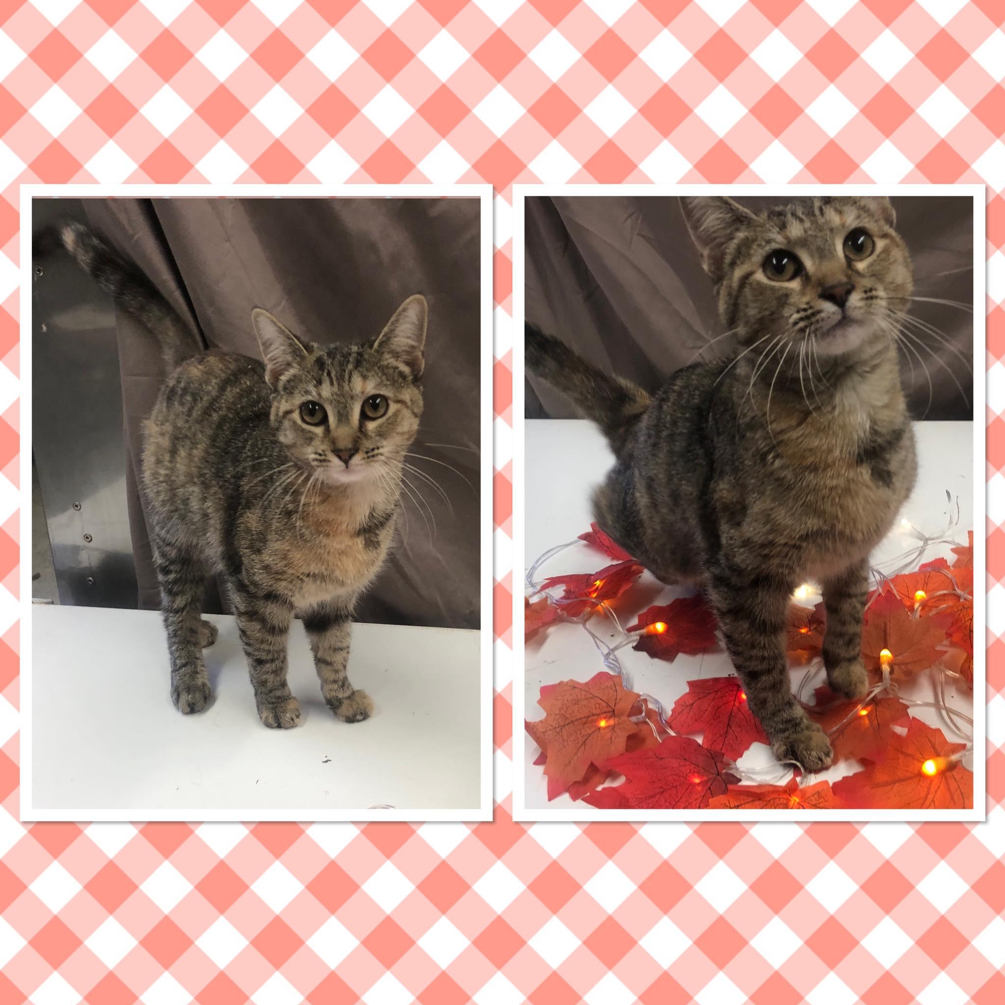 LILLY MAY, Adoptable, Kitten Female Domestic Short Hair.