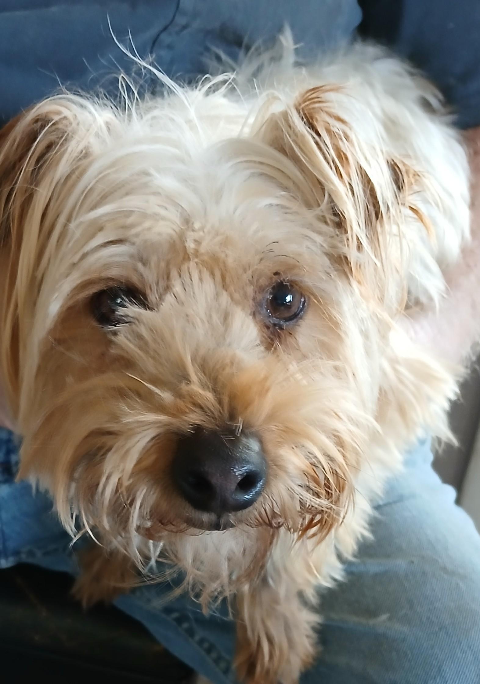 Passion, ADOPTABLE, Adult Female Maltipoo.