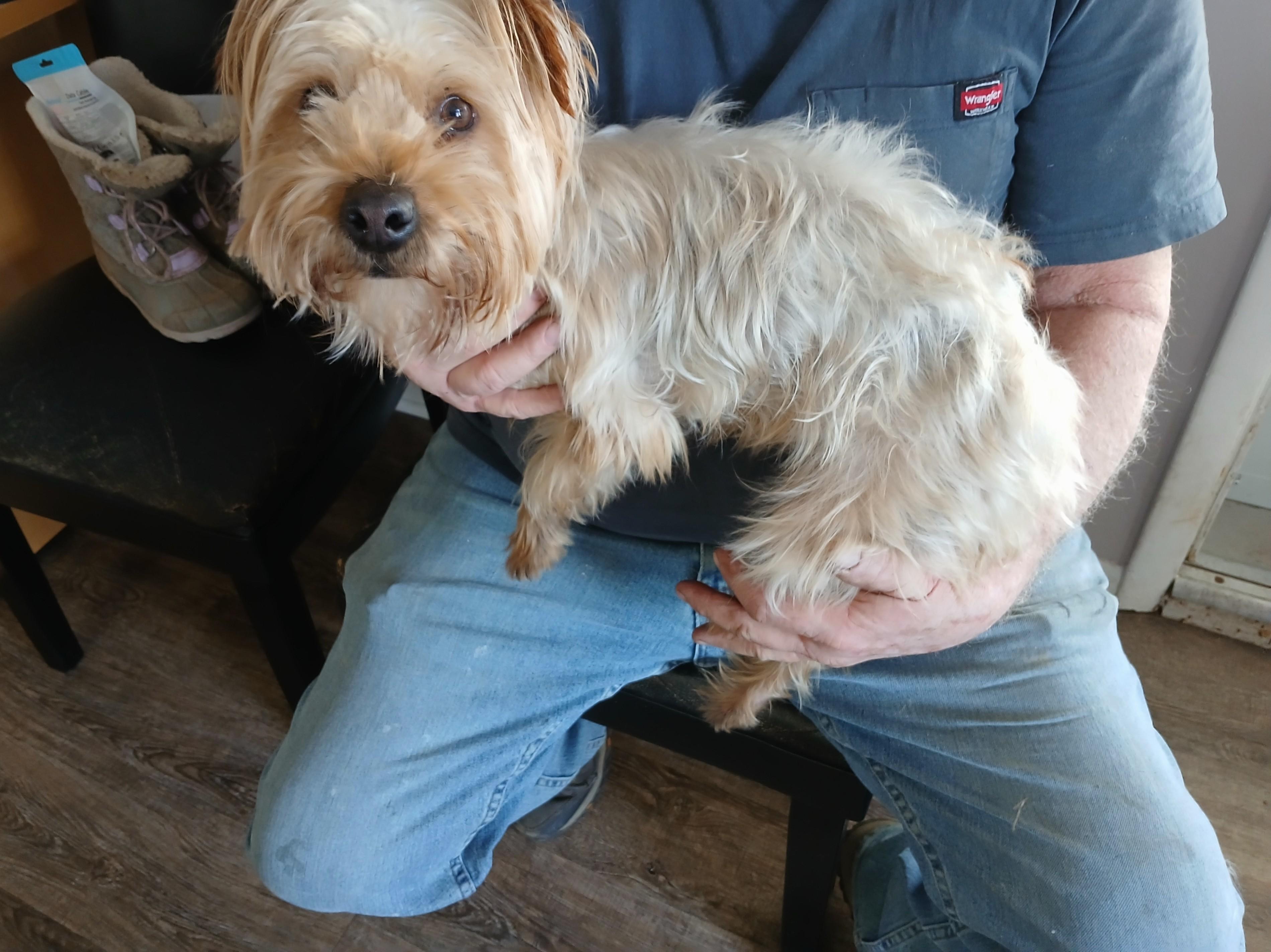Enlarge Passion, a ADOPTABLE Maltipoo in New Palestine, IN image 2/2