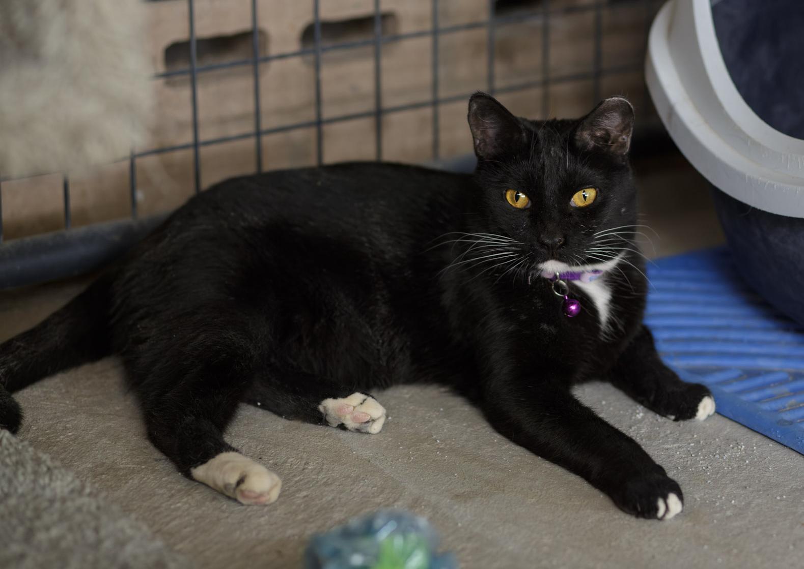 Baby Spice, adopted, Adult Female Domestic Short Hair.