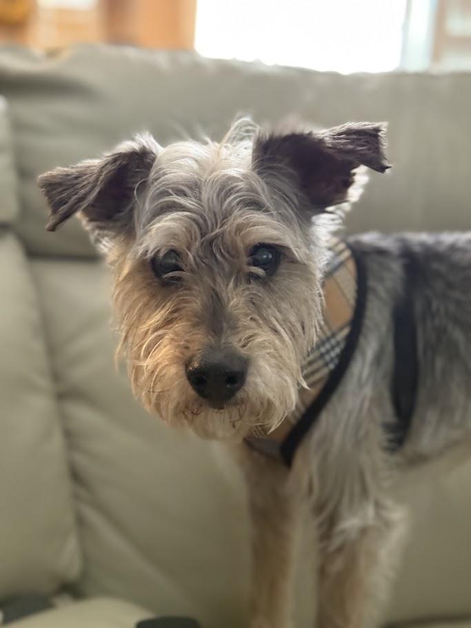 Enlarge Goliath, a ADOPTABLE mixed breed in Mission Viejo, CA image 2/5