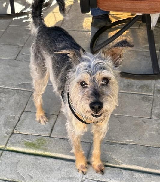 Enlarge Goliath, a ADOPTABLE mixed breed in Mission Viejo, CA image 3/5