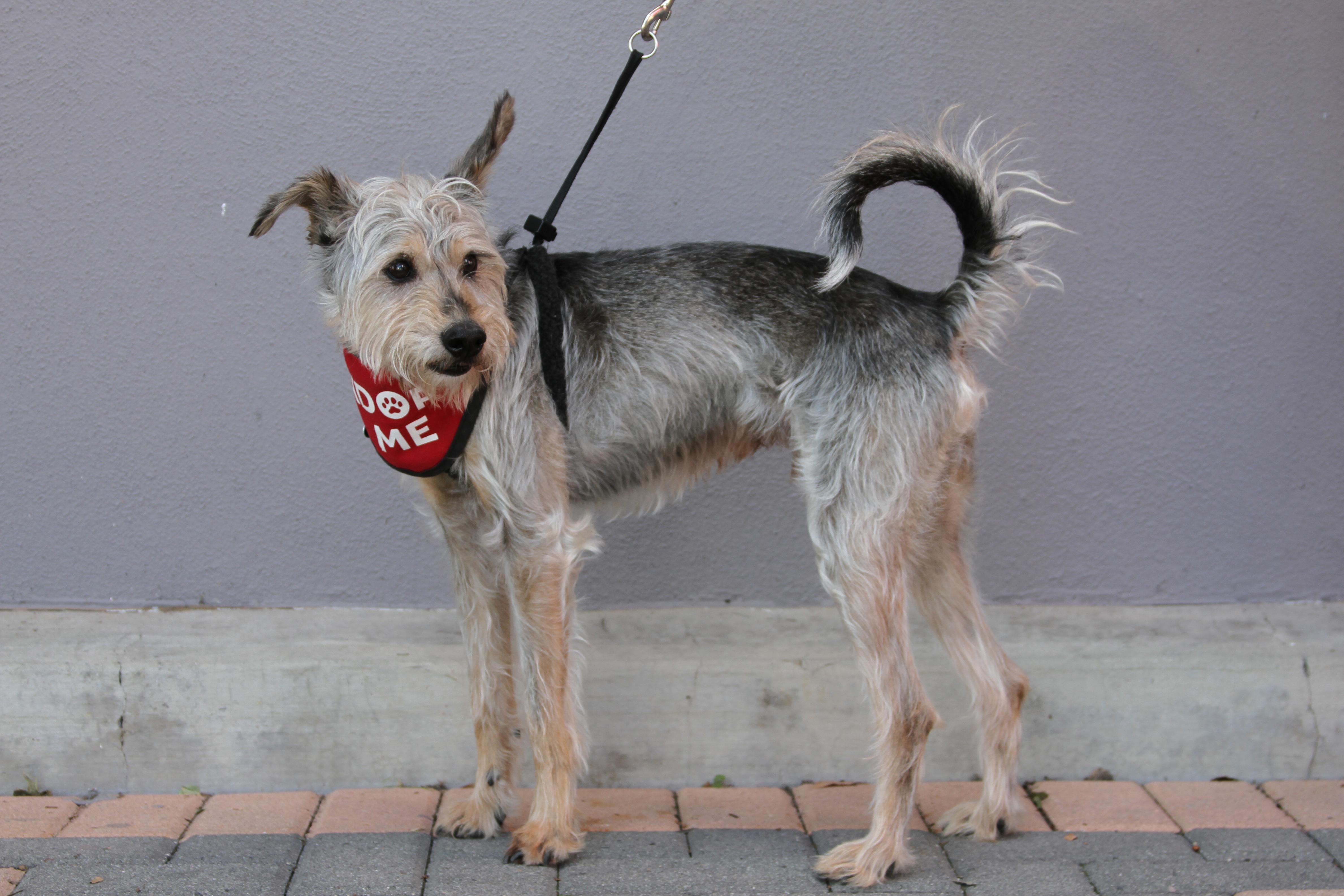 Enlarge Goliath, a ADOPTABLE mixed breed in Mission Viejo, CA image 3/6