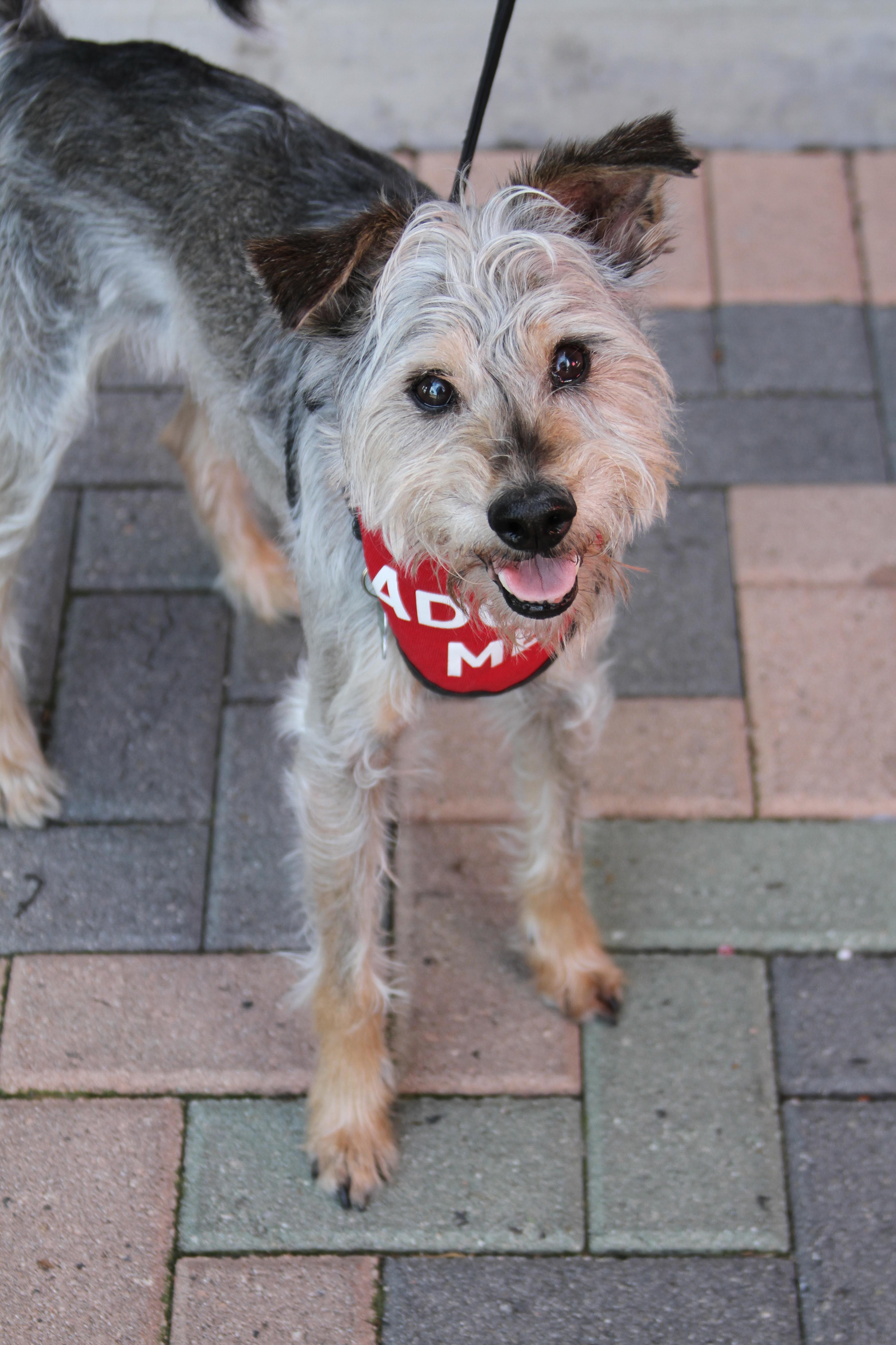 Enlarge Goliath, a ADOPTABLE mixed breed in Mission Viejo, CA image 4/6