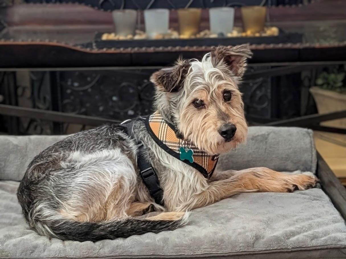 Enlarge Goliath, a ADOPTABLE mixed breed in Mission Viejo, CA image 1/5