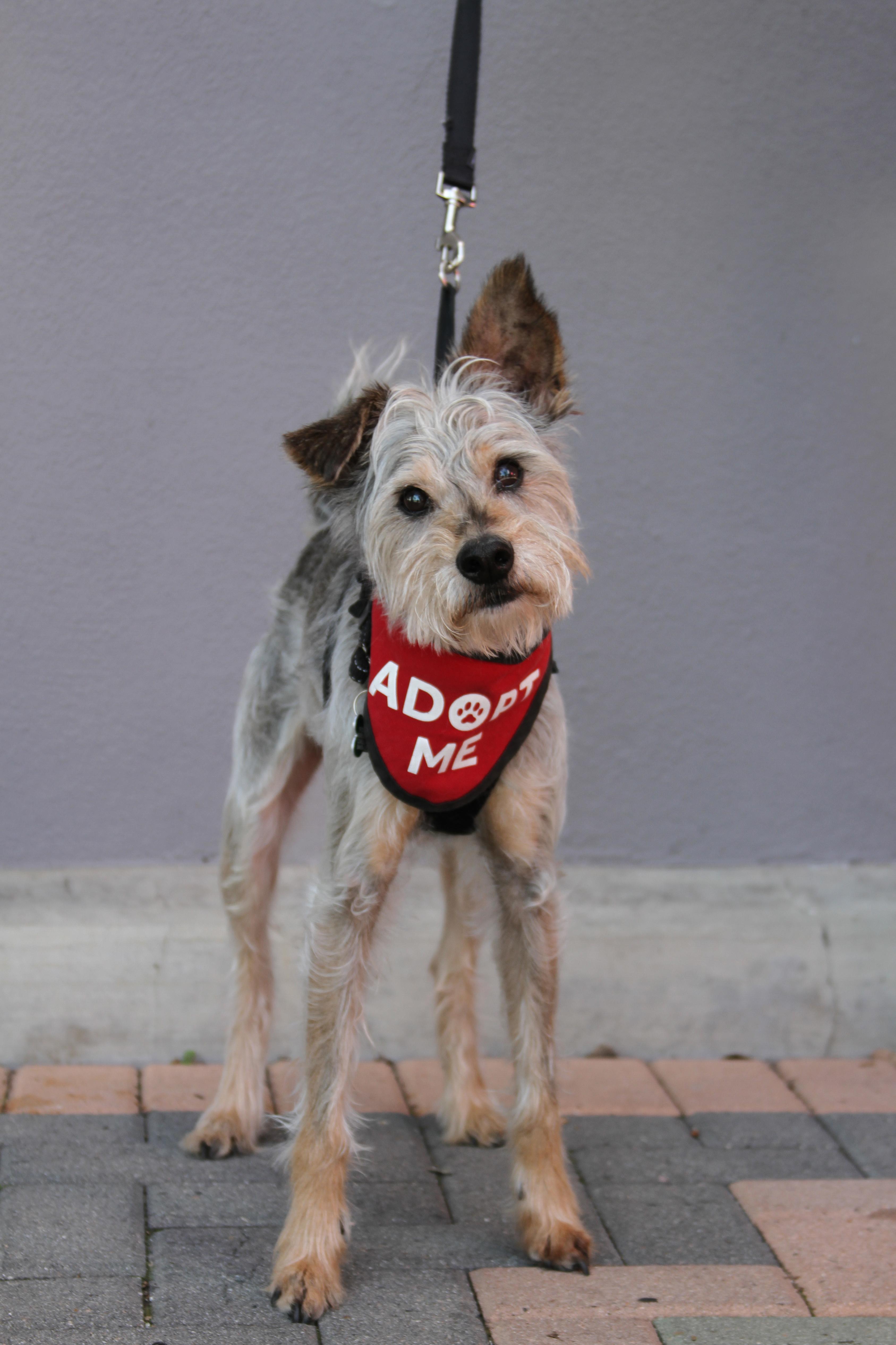 Enlarge Goliath, a ADOPTABLE mixed breed in Mission Viejo, CA image 1/6