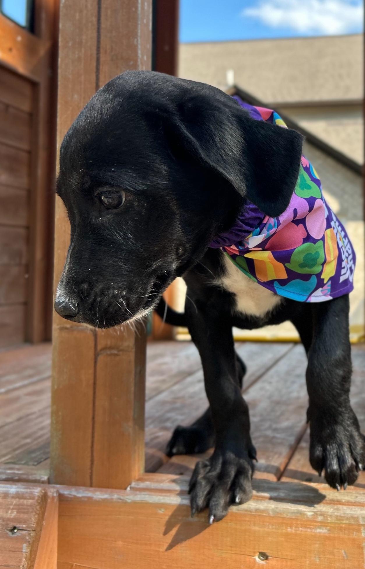 Enlarge Judo, a Adopted mixed breed in Warrior, AL image 1/6