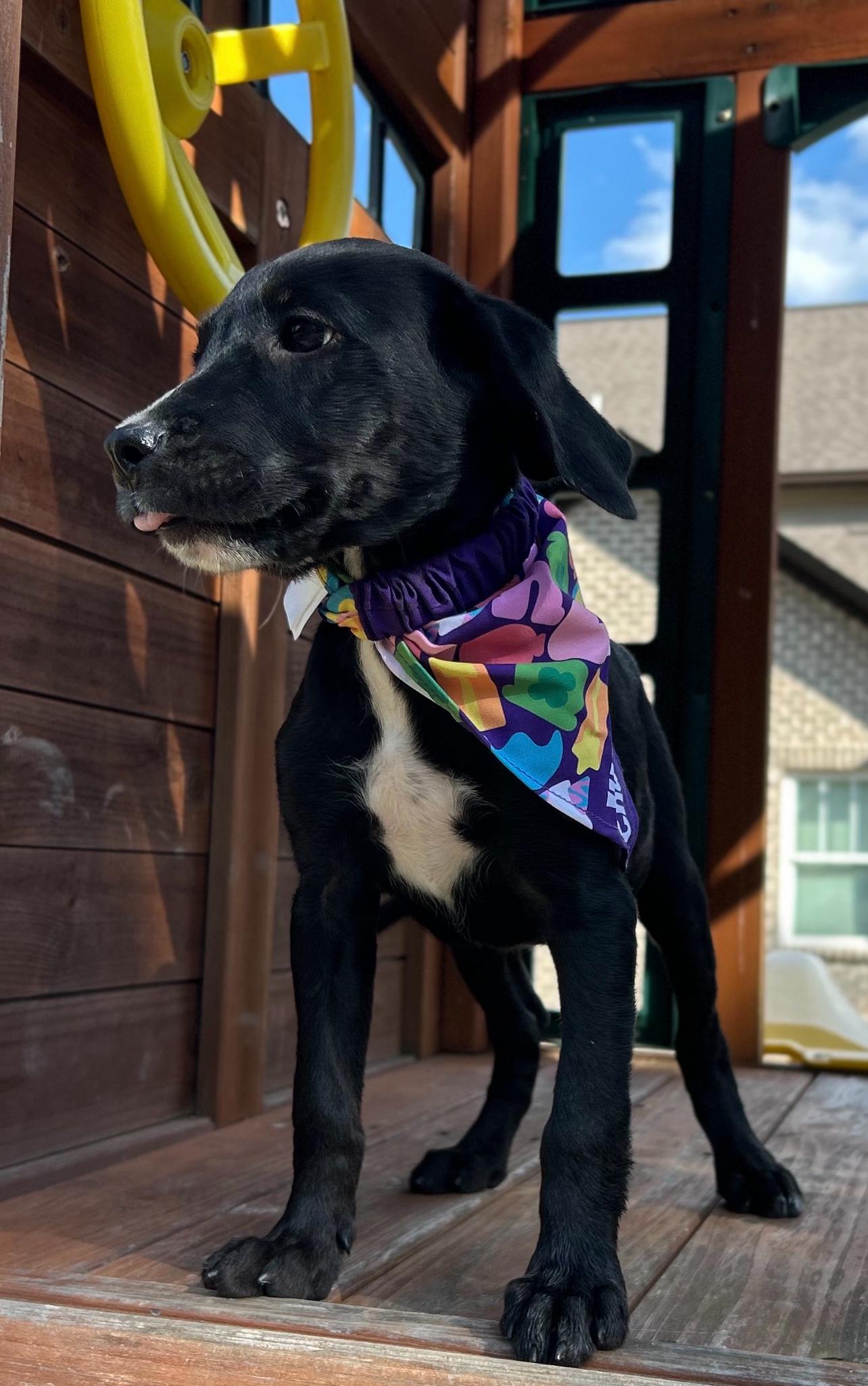 Enlarge Judo, a Adopted mixed breed in Warrior, AL image 2/6