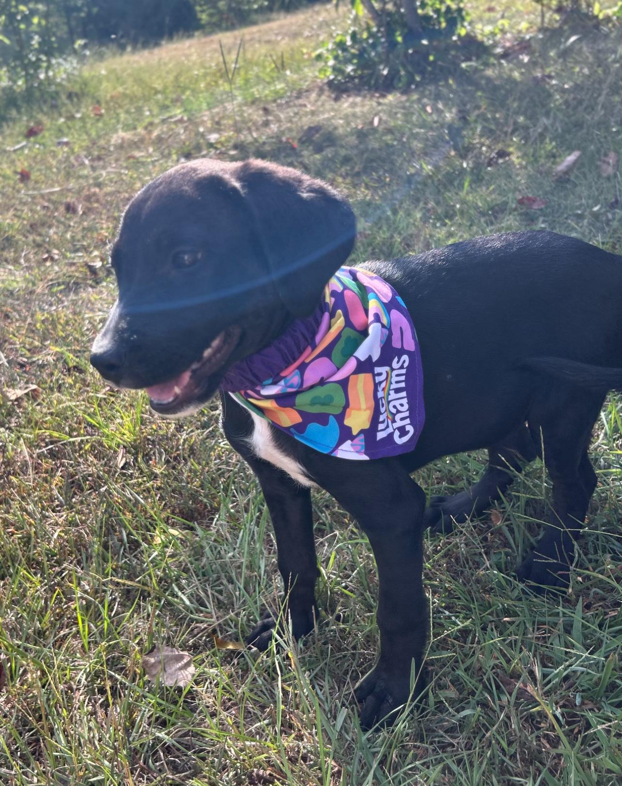 Enlarge Judo, a Adopted mixed breed in Warrior, AL image 4/6