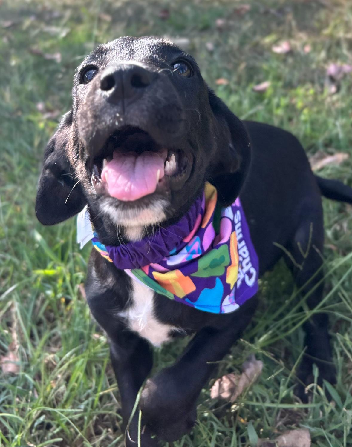 Enlarge Judo, a Adopted mixed breed in Warrior, AL image 6/6