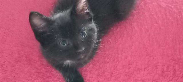 LITTLE BIT, Adoptable, Kitten Female Domestic Short Hair.