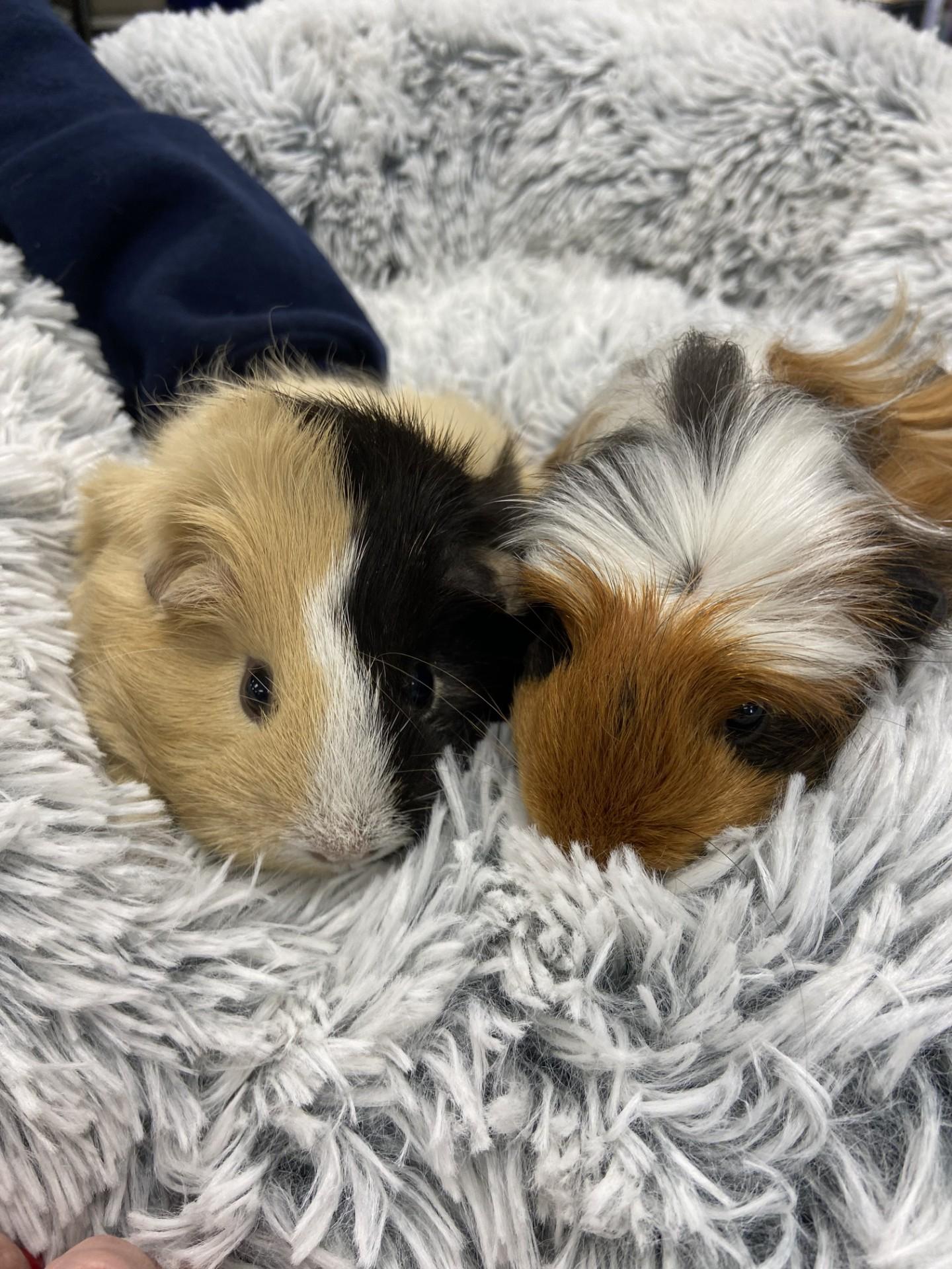 Vanilla Bean & Toffee (BONDED PAIR), adopted, Young Female Peruvian.