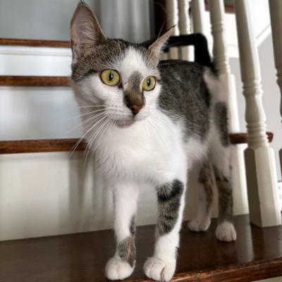 Lavinia