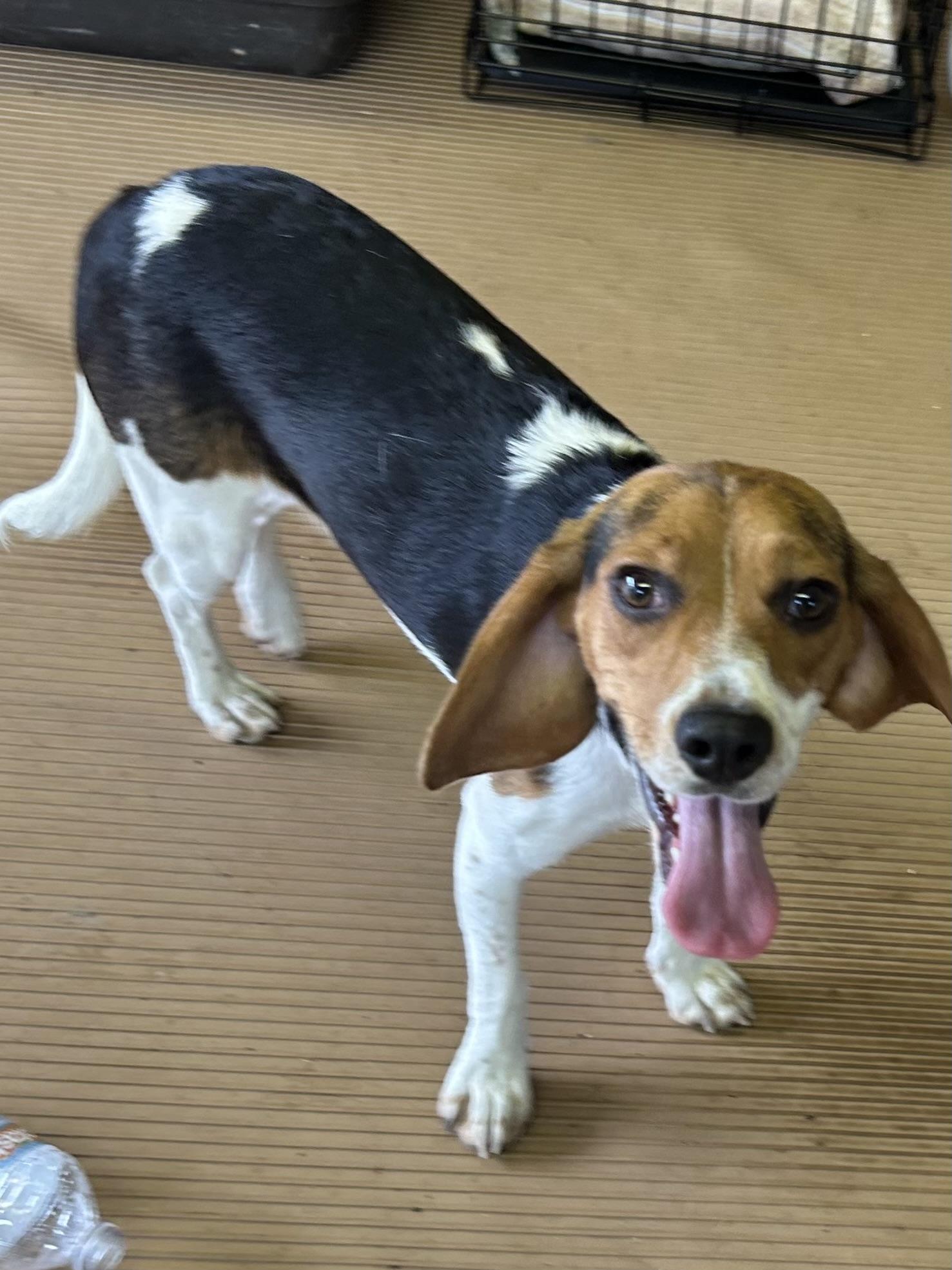 ANNIE, an adopted Beagle in Elyria, OH image 2/4