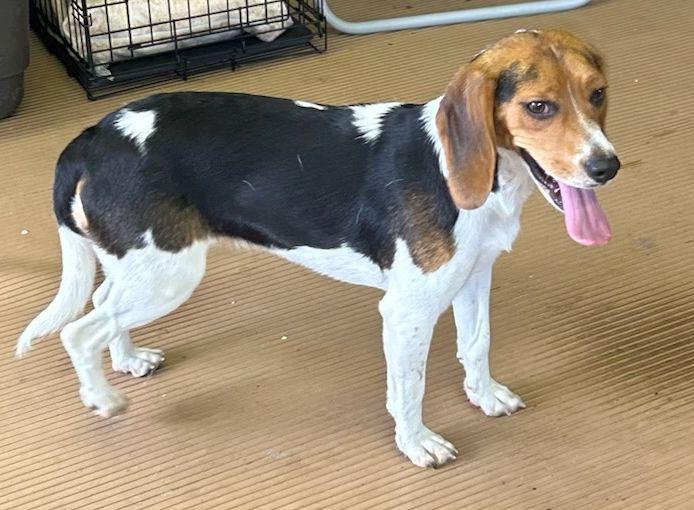 ANNIE, an adopted Beagle in Elyria, OH image 3/4