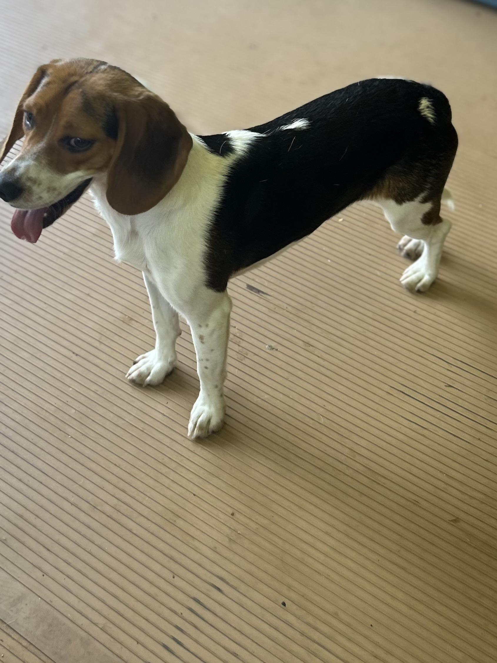 ANNIE, an adopted Beagle in Elyria, OH image 4/4