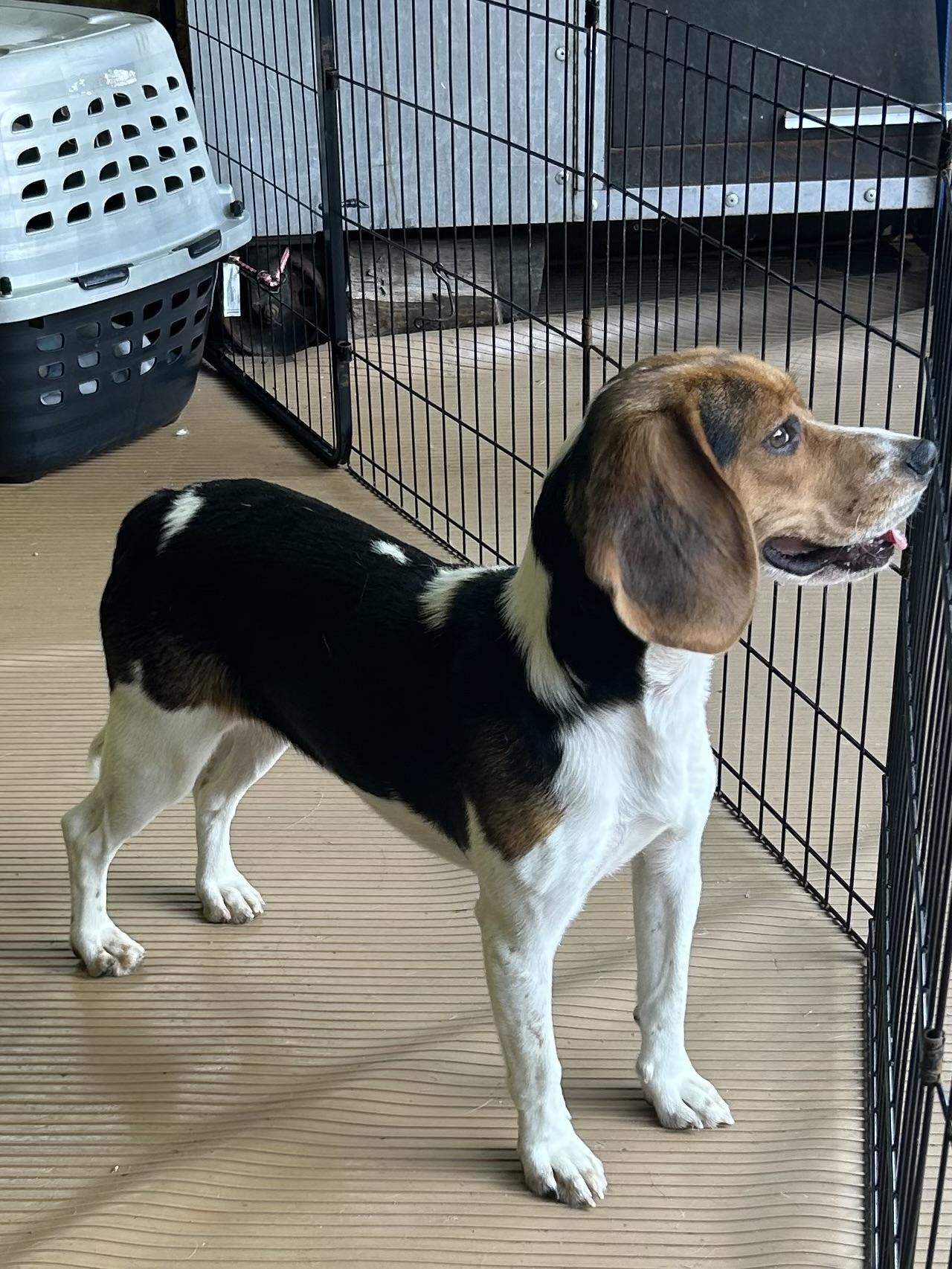 ANNIE, an adopted Beagle in Elyria, OH image 1/4