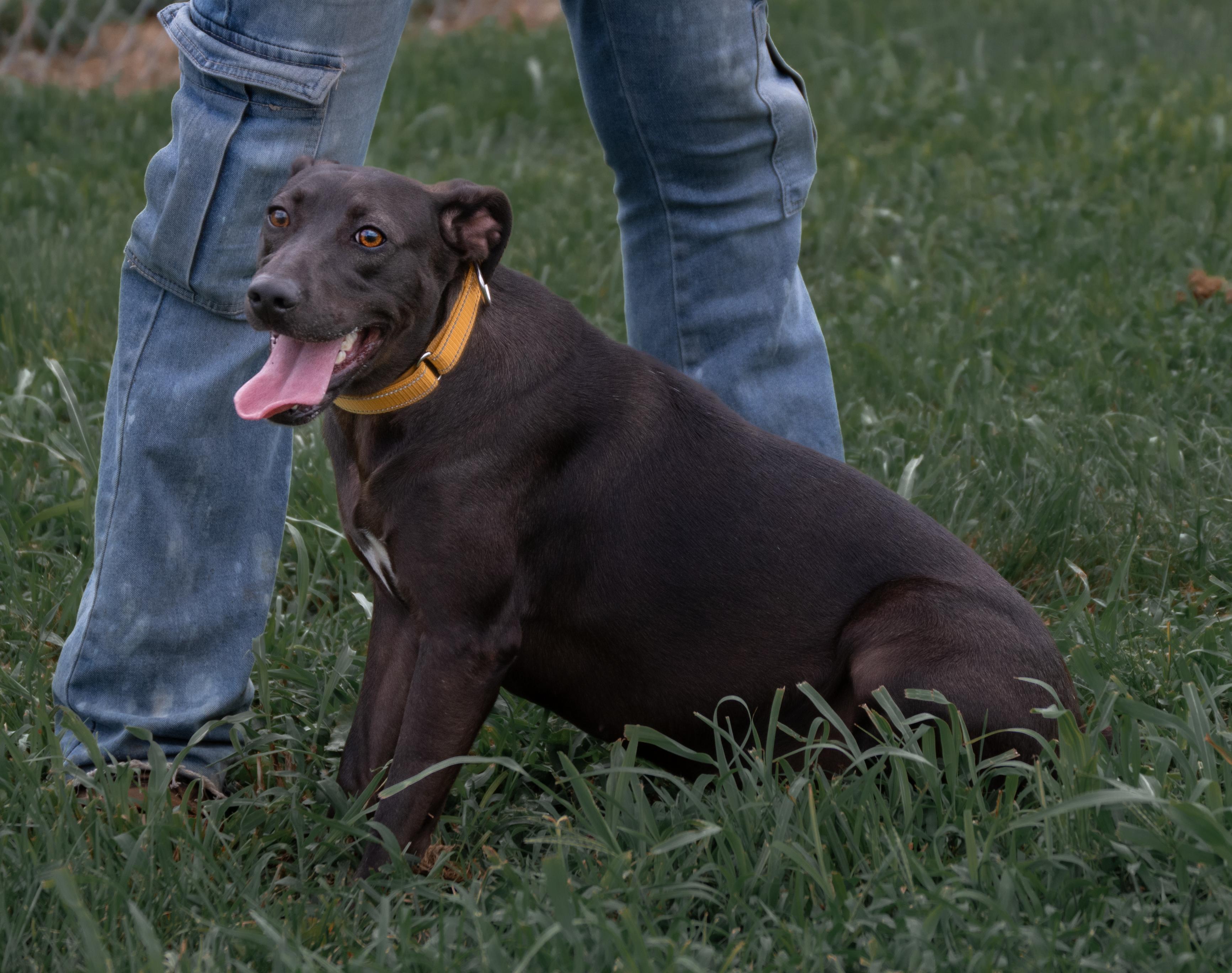 Enlarge Lolli, a Adoptable mixed breed in Winchester, KY image 2/5