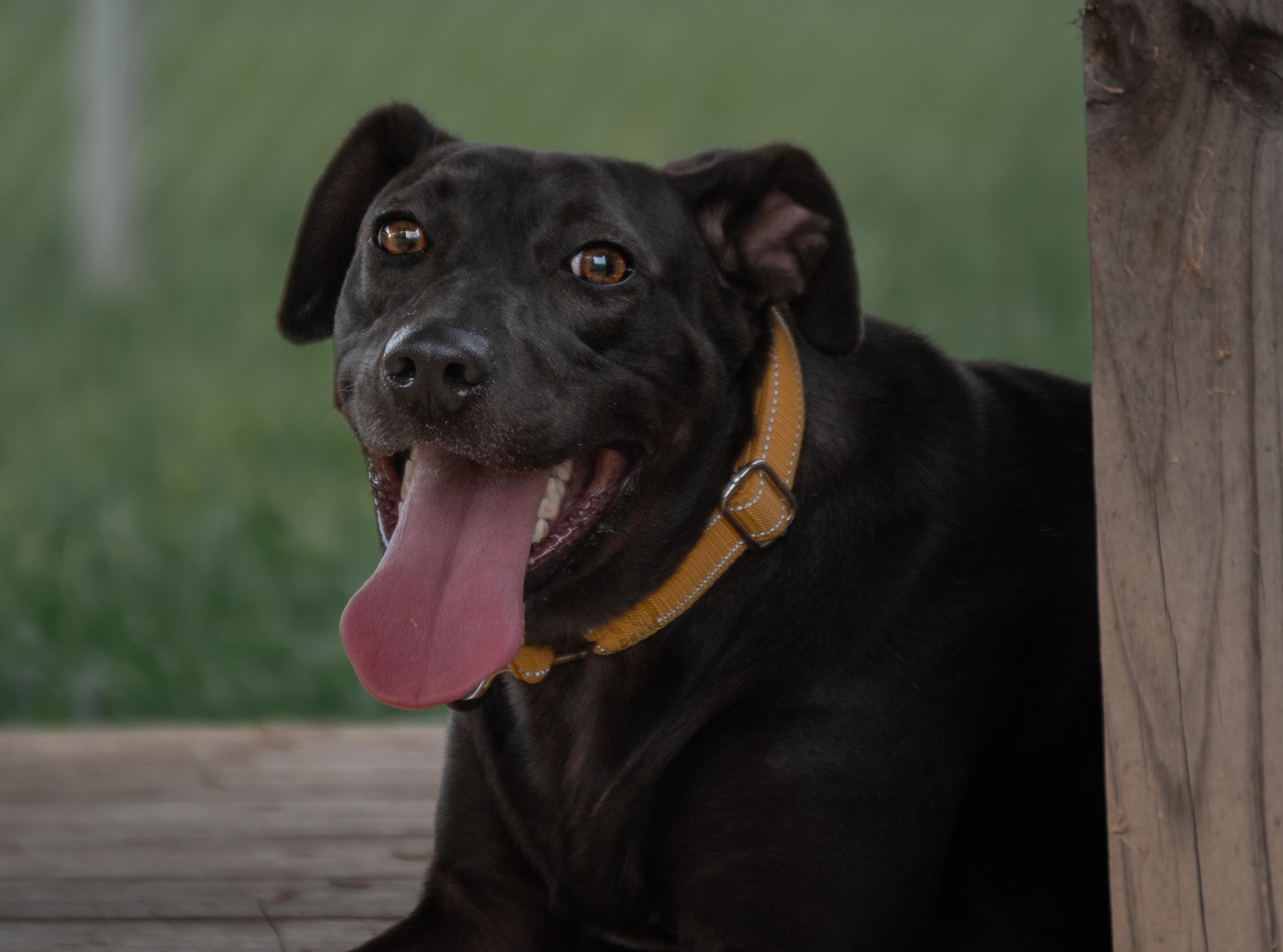 Enlarge Lolli, a Adoptable mixed breed in Winchester, KY image 1/5