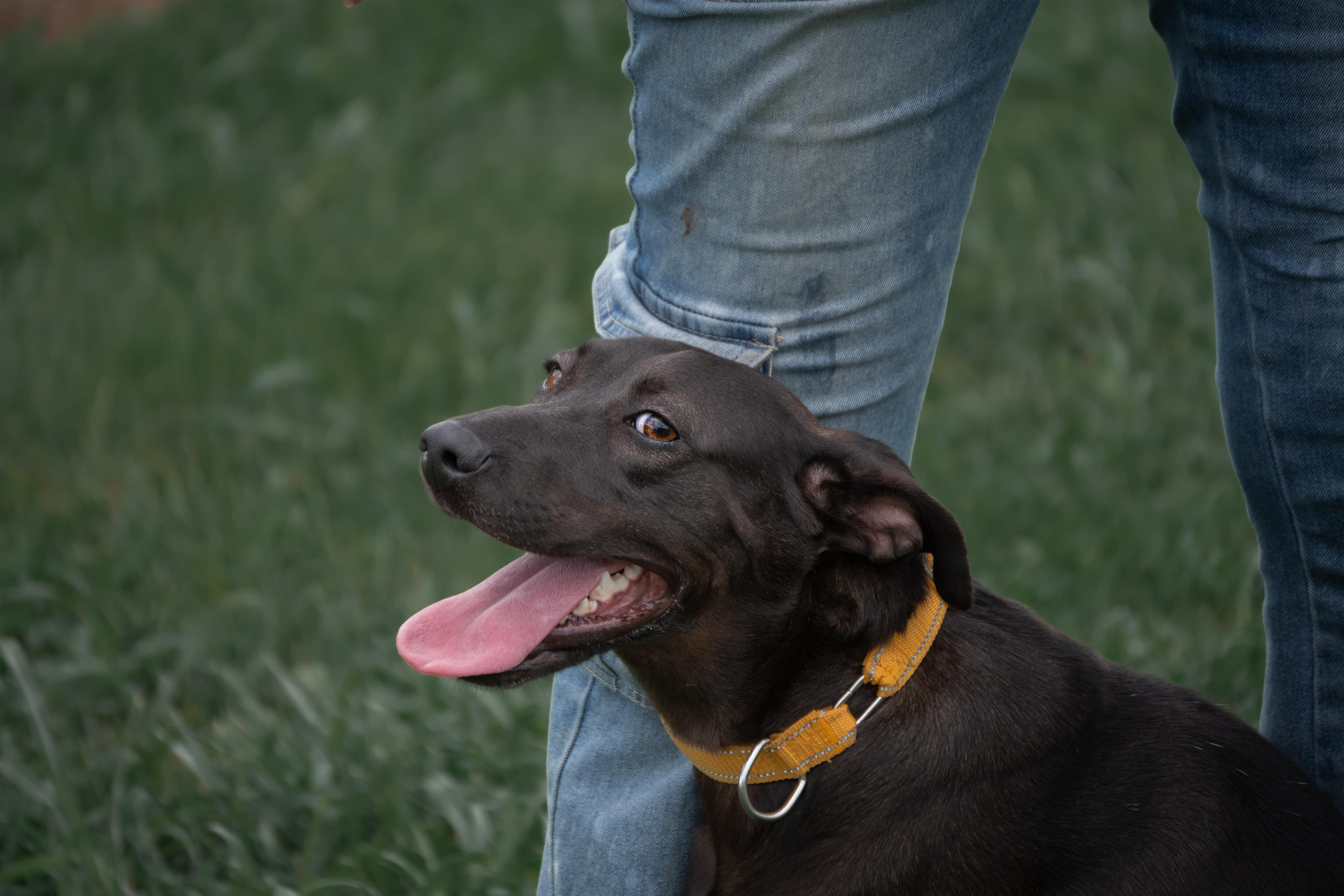 Enlarge Lolli, a Adoptable mixed breed in Winchester, KY image 5/5