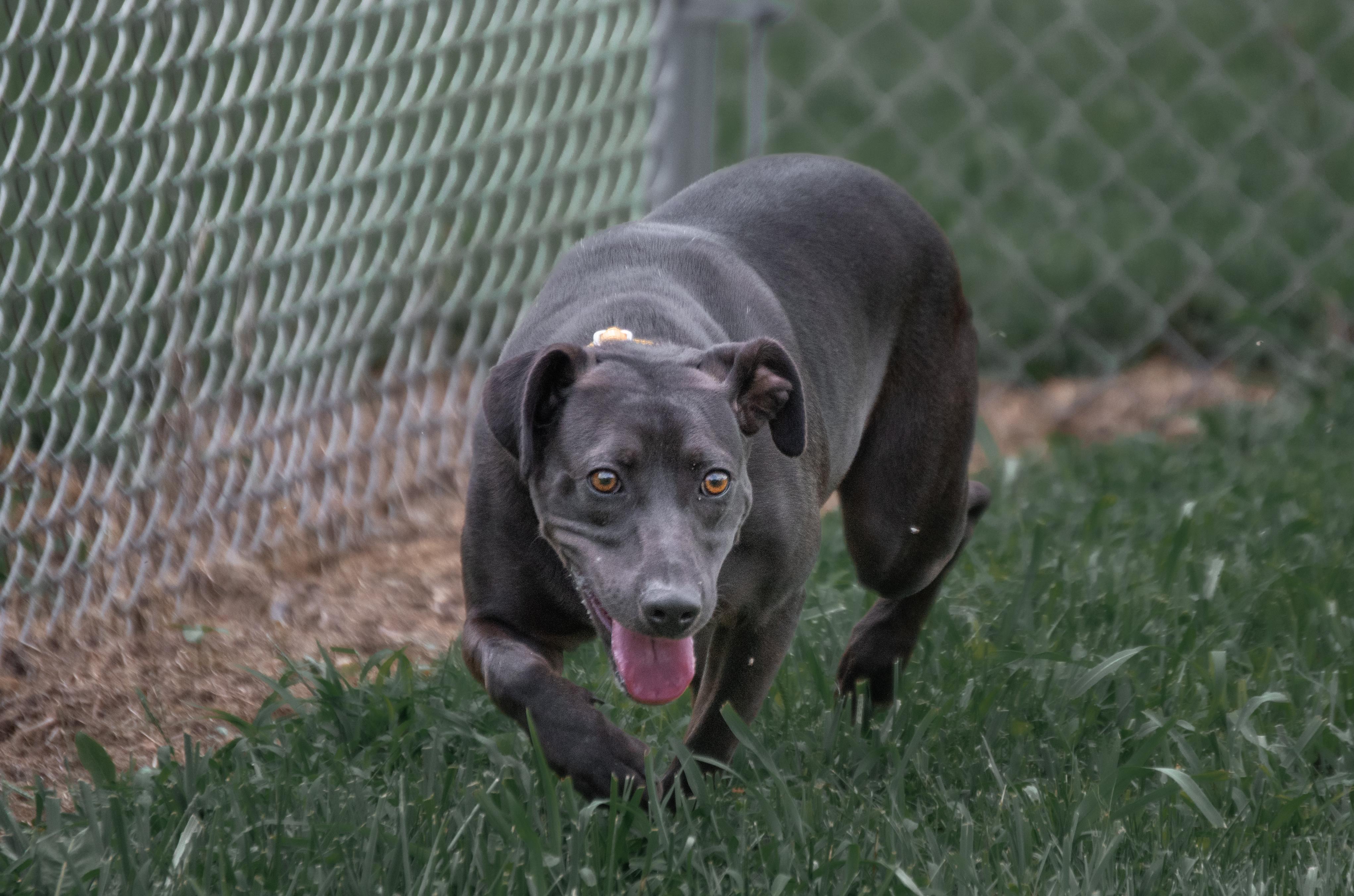 Enlarge Lolli, a Adoptable mixed breed in Winchester, KY image 4/5