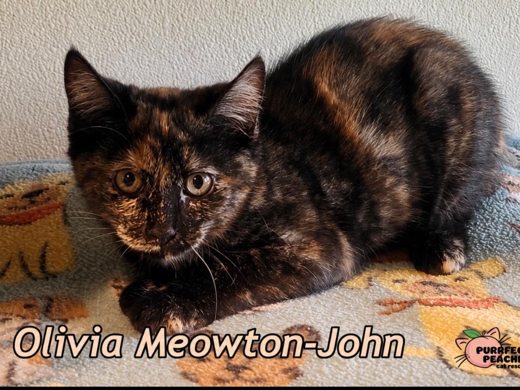 Enlarge Olivia Meowton-John, a Adoptable mixed breed in Douglasville, GA image 1/1