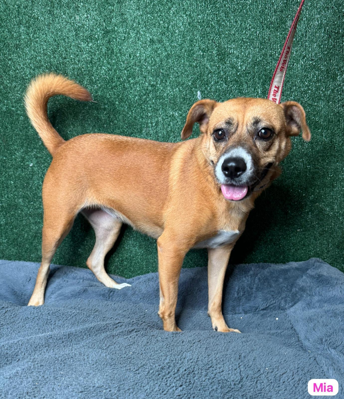 Enlarge Mia, a ADOPTABLE mixed breed in Elwood, NJ image 1/4