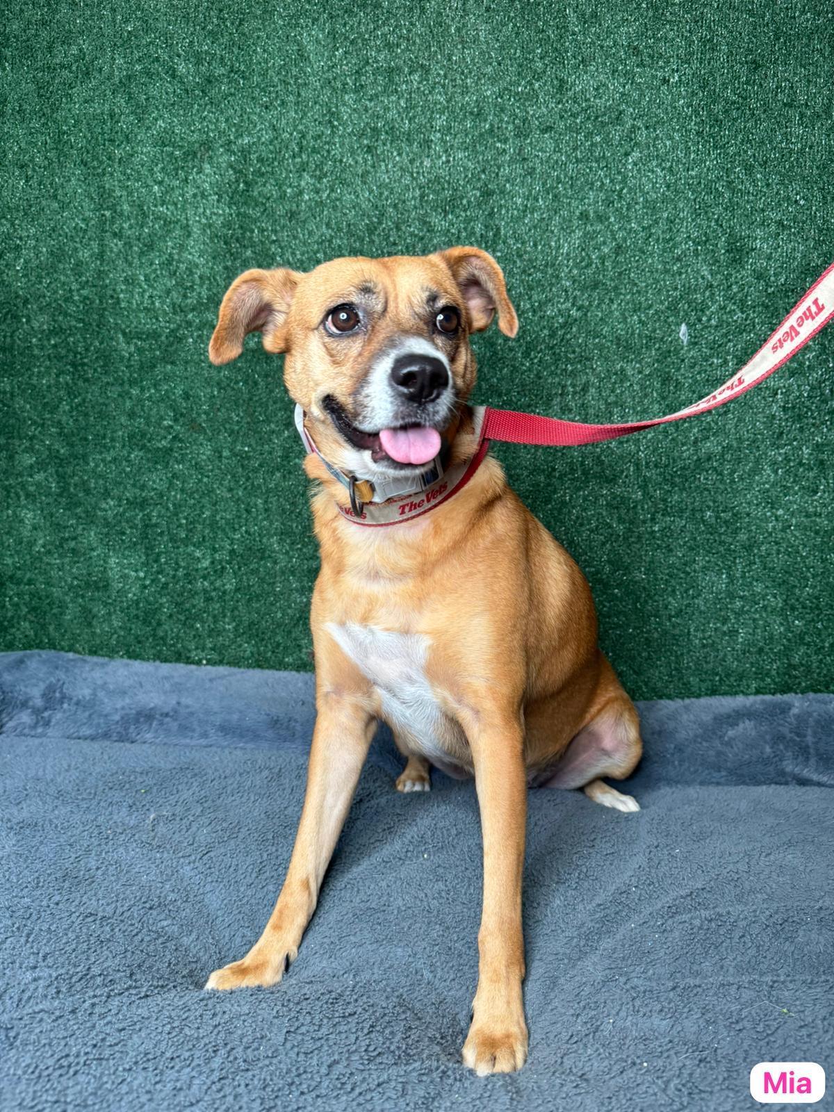 Enlarge Mia, a ADOPTABLE mixed breed in Elwood, NJ image 4/4