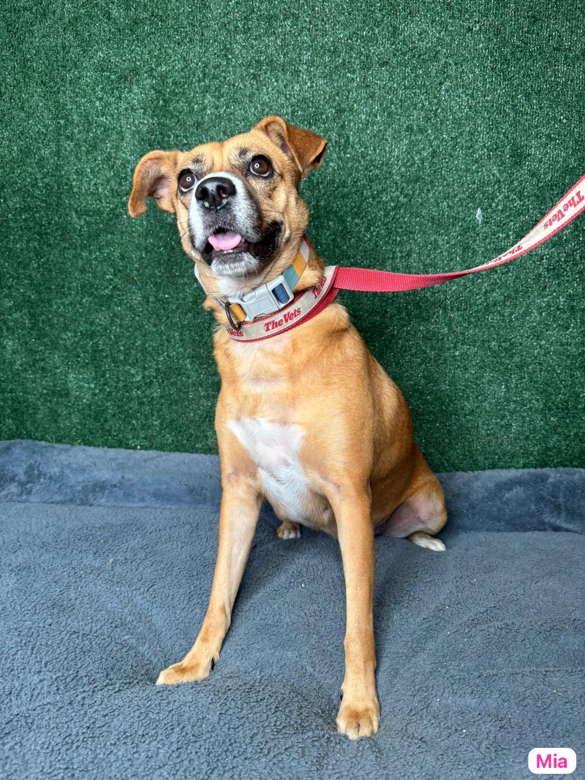 Enlarge Mia, a ADOPTABLE mixed breed in Elwood, NJ image 2/4