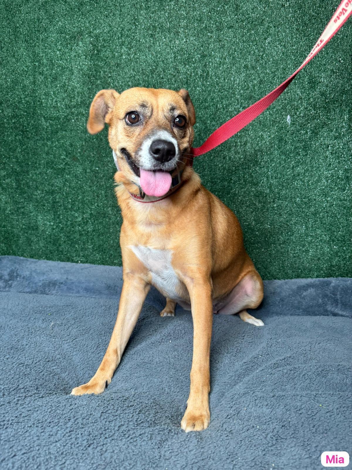 Enlarge Mia, a ADOPTABLE mixed breed in Elwood, NJ image 3/4