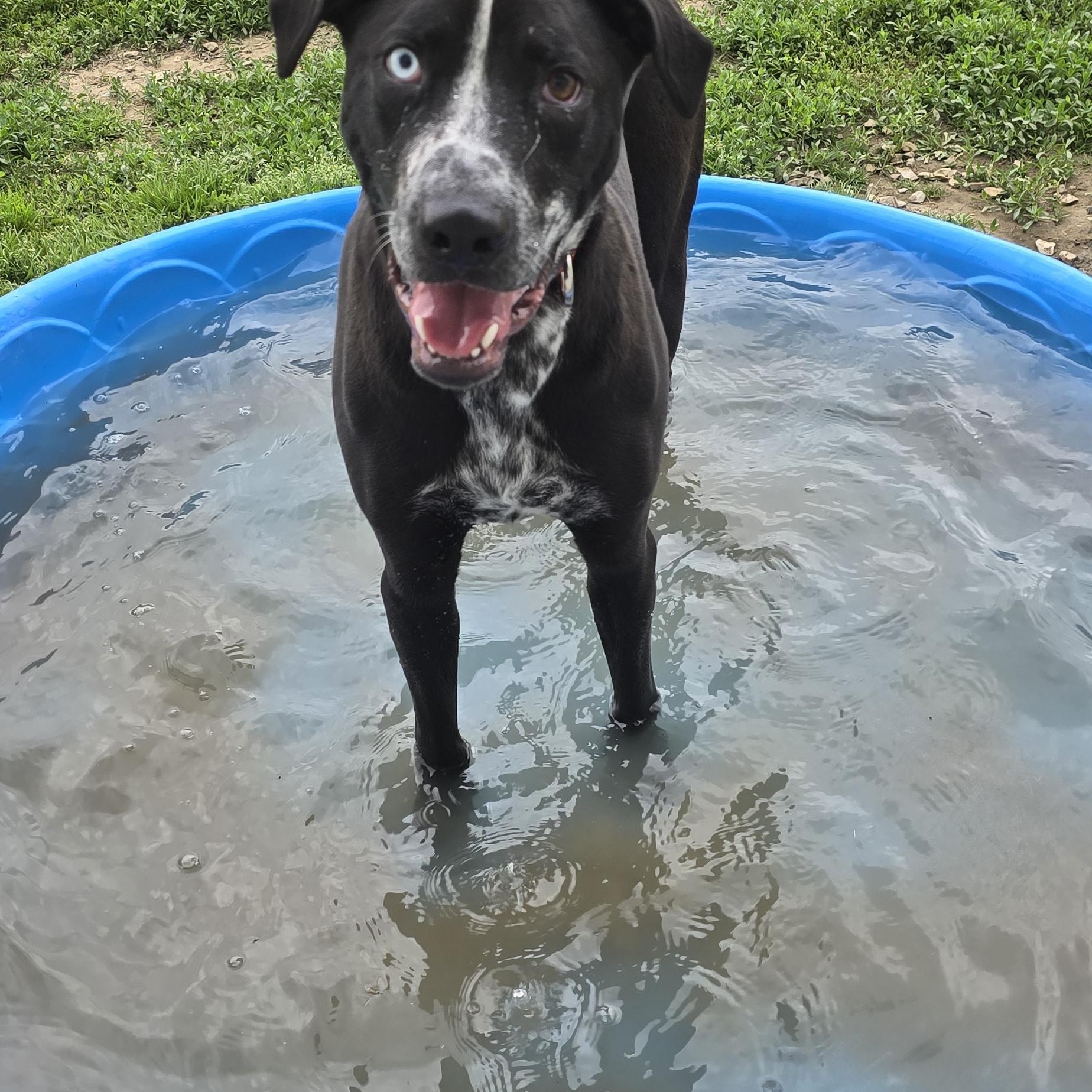 Enlarge Koba, a ADOPTABLE mixed breed in Petersburg, IN image 1/3
