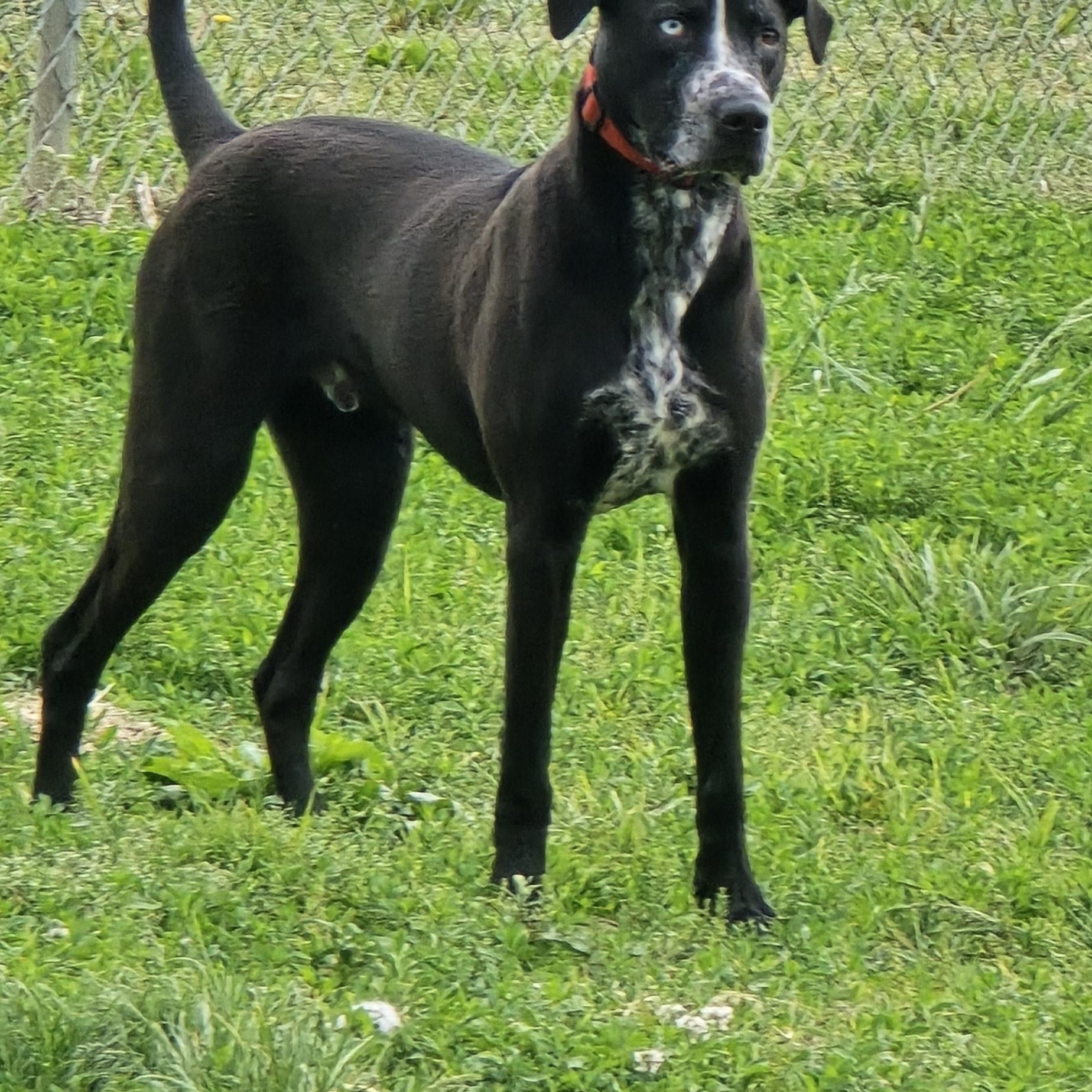 Enlarge Koba, a ADOPTABLE mixed breed in Petersburg, IN image 3/3