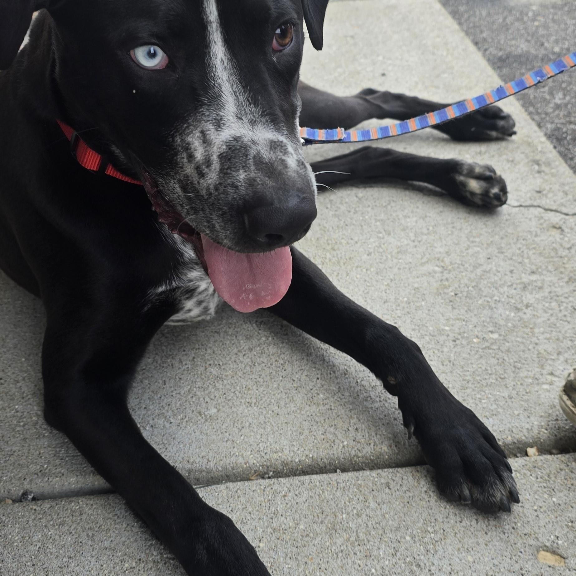 Enlarge Koba, a ADOPTABLE mixed breed in Petersburg, IN image 2/3