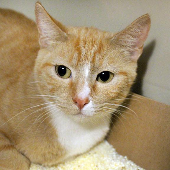 Enlarge Cleo, a Adoptable Domestic Short Hair in Overland Park, KS image 2/3