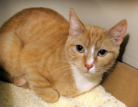 Enlarge Cleo, a Adoptable Domestic Short Hair in Overland Park, KS image 3/3