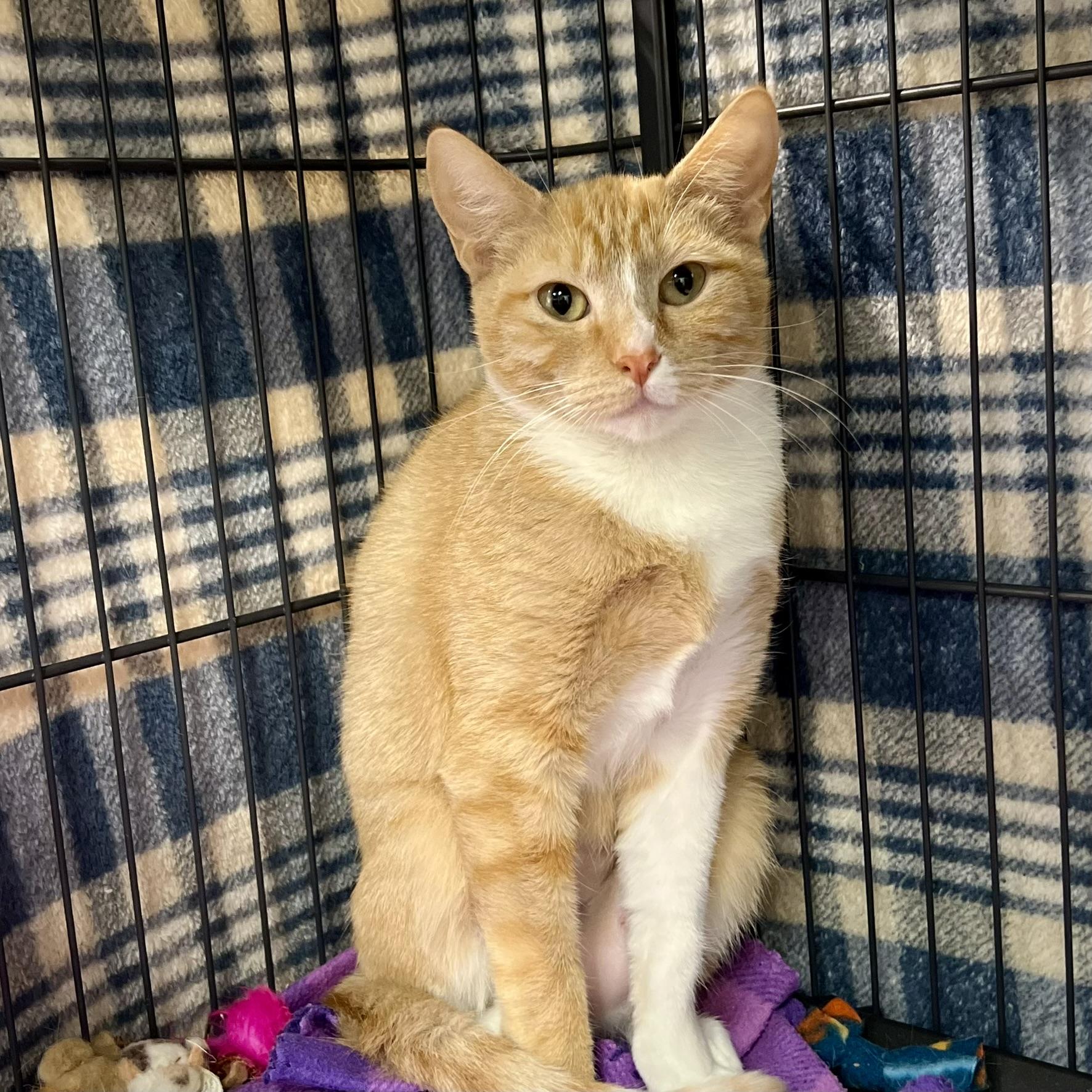 Enlarge Cleo, a Adoptable Domestic Short Hair in Overland Park, KS image 1/3