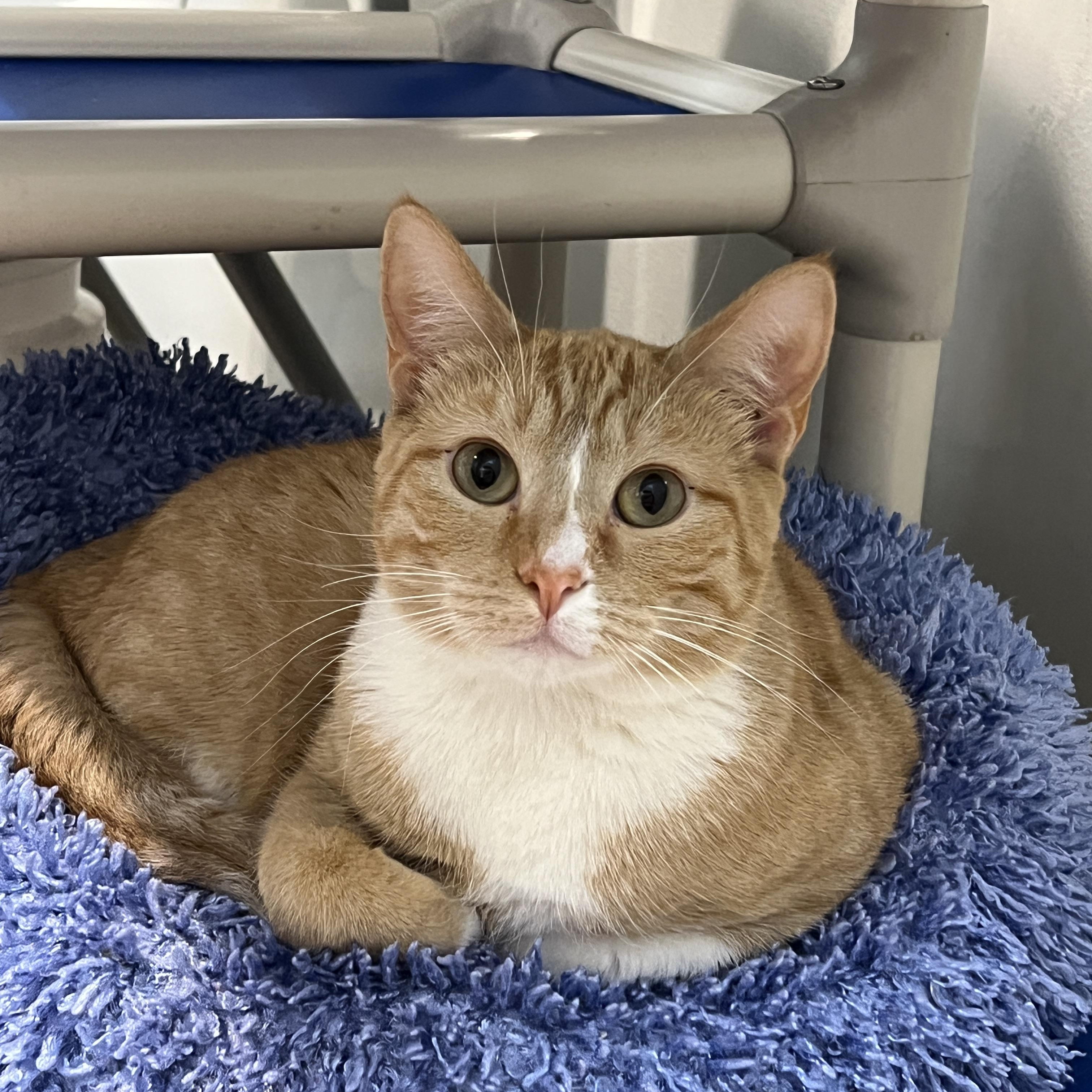 Cleo, Adoptable, Young Female Domestic Short Hair.