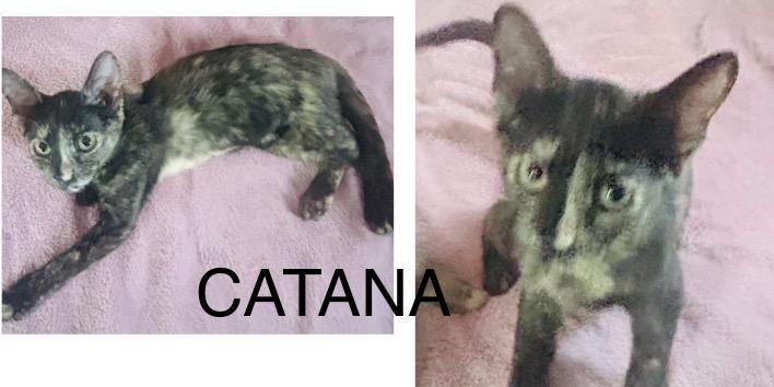 Catana photo 3