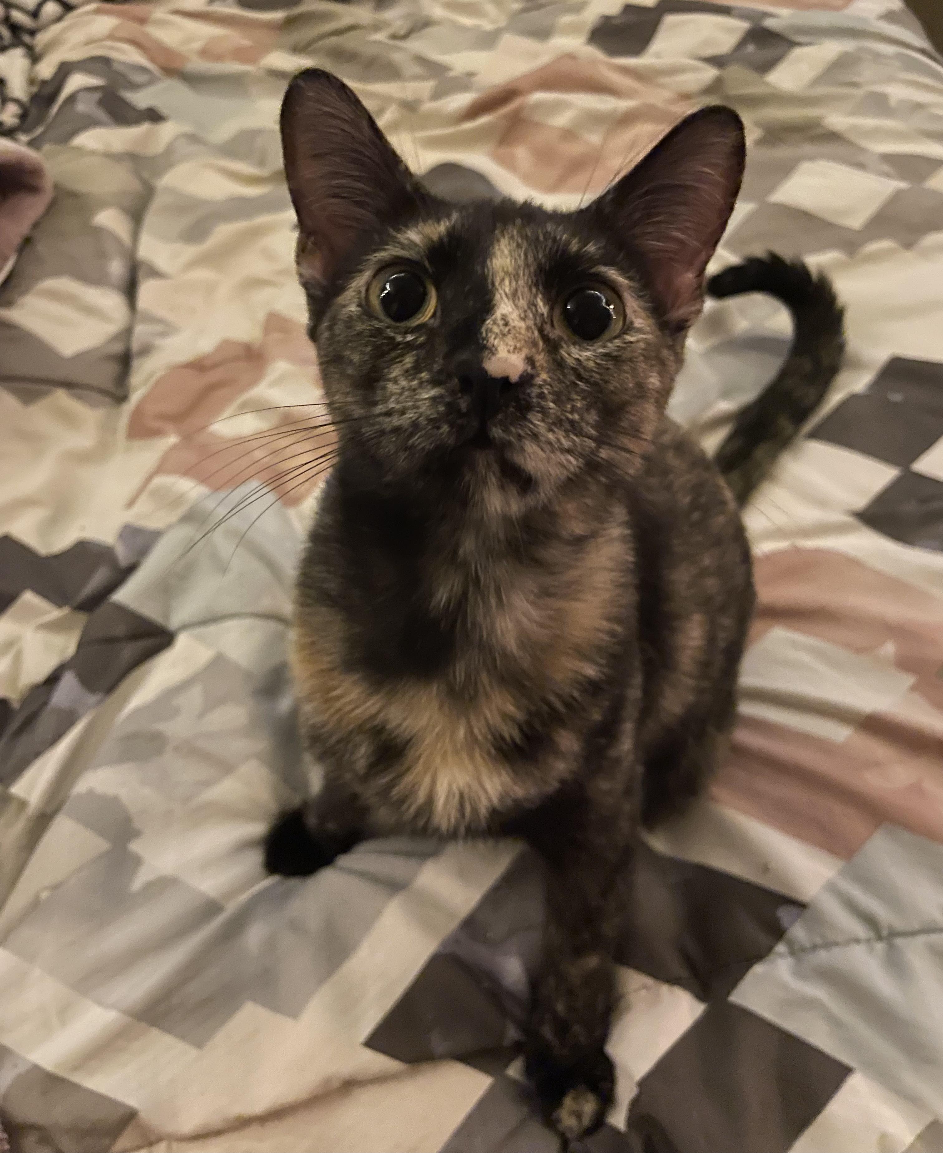 Enlarge Catana, an adoptable Tortoiseshell in Mobile, AL image 2/4