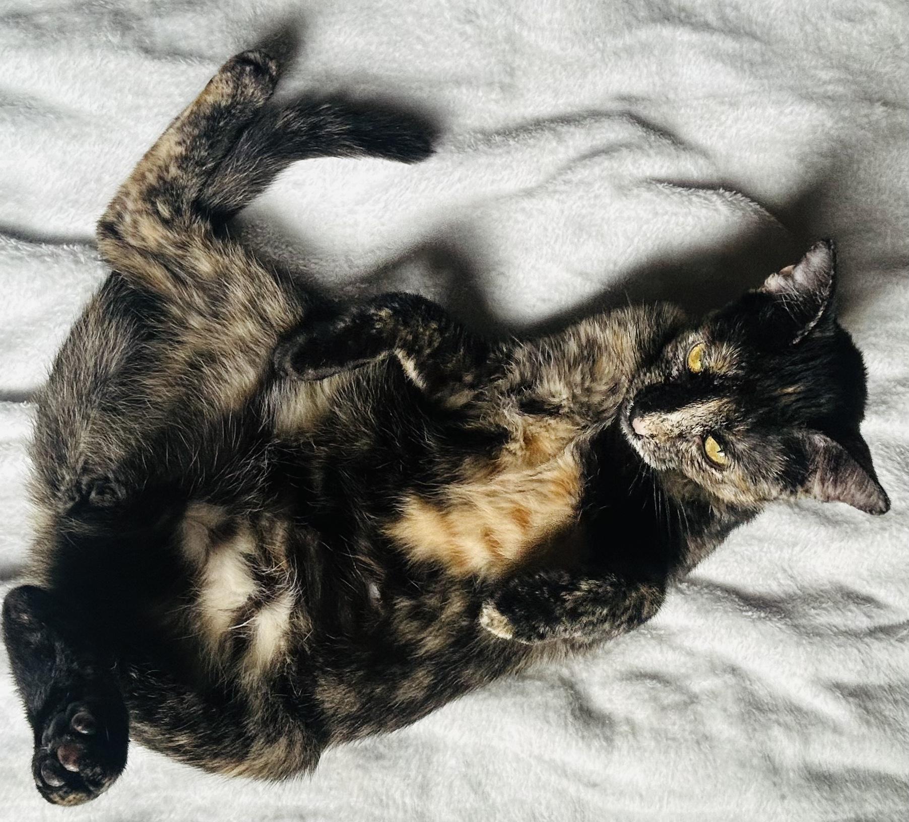 Catana, adoptable, Kitten Female Tortoiseshell.