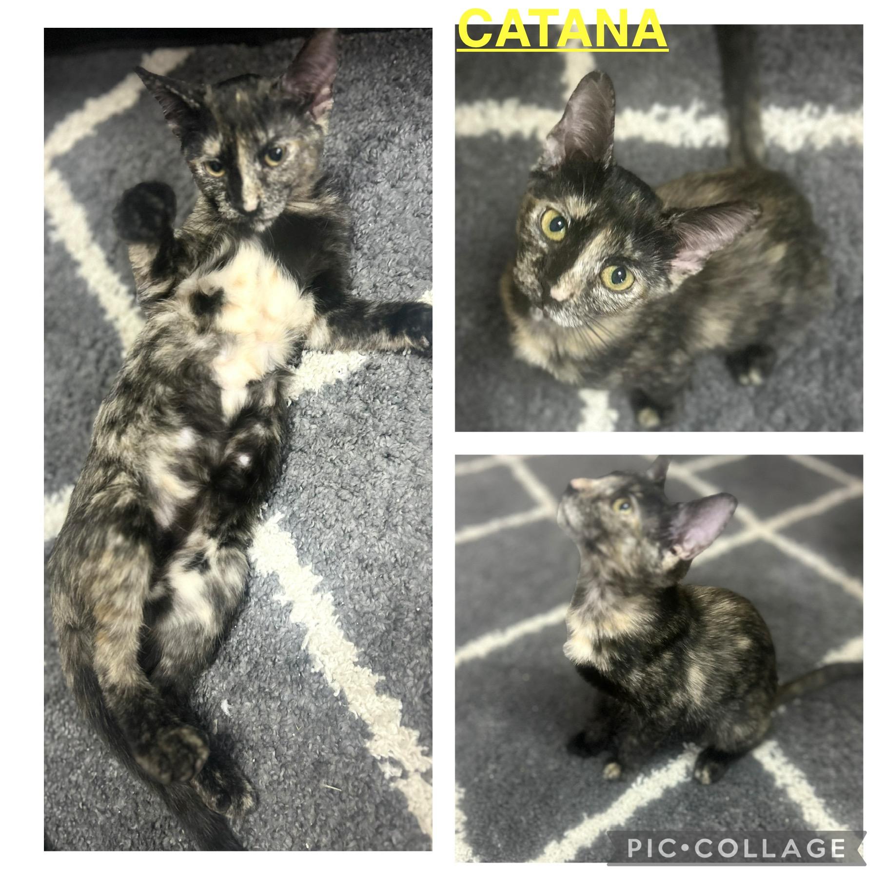 Enlarge Catana, an adoptable Tortoiseshell in Mobile, AL image 4/4