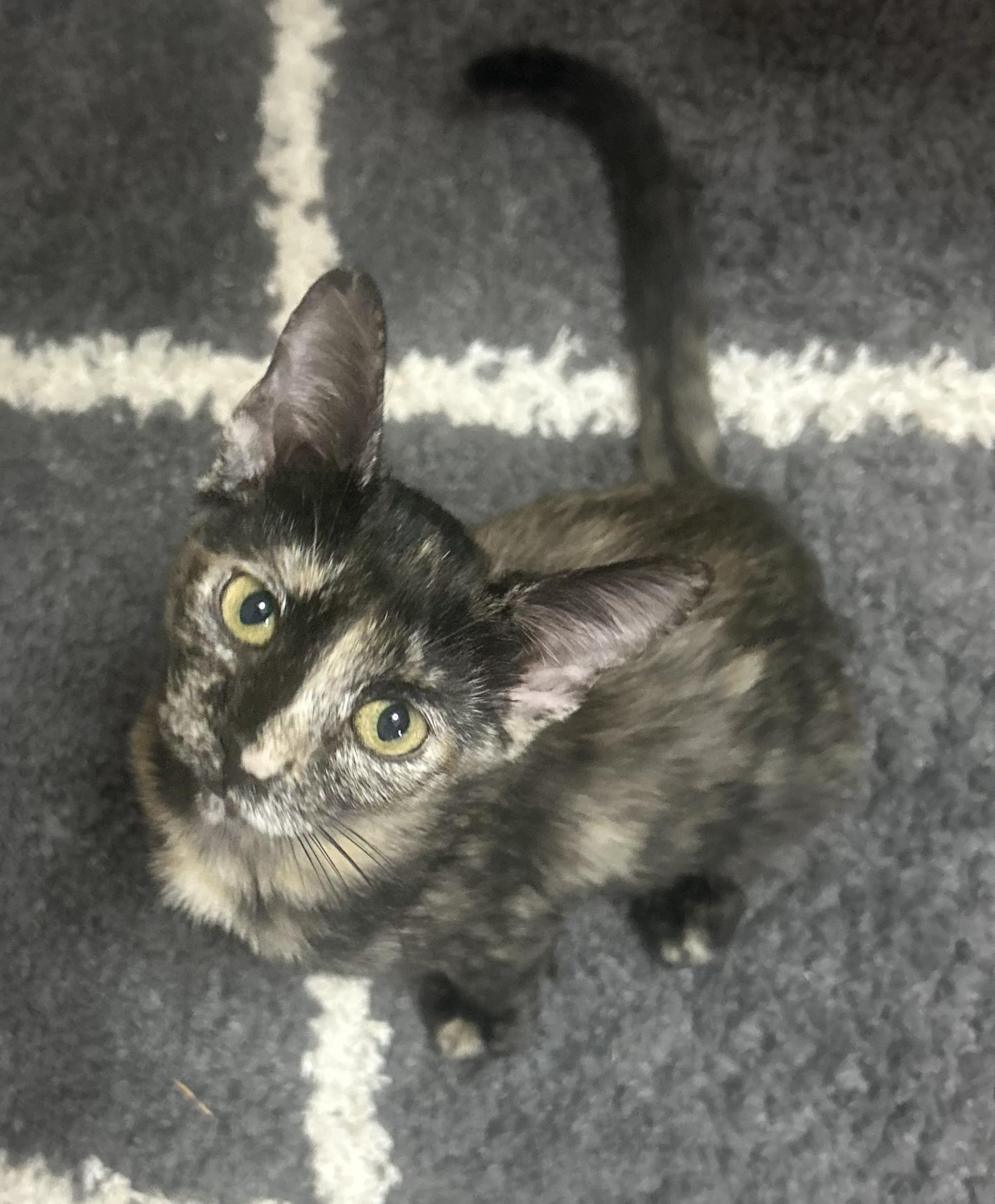 Enlarge Catana, an adoptable Tortoiseshell in Mobile, AL image 3/4