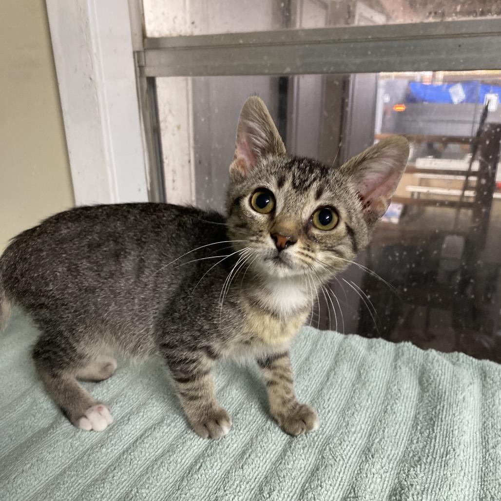 Louie, a Adoptable mixed breed in West Point, MS image 1/2