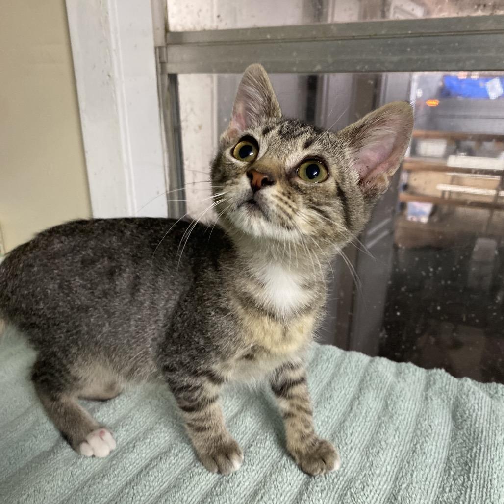 Louie, a Adoptable mixed breed in West Point, MS image 2/2