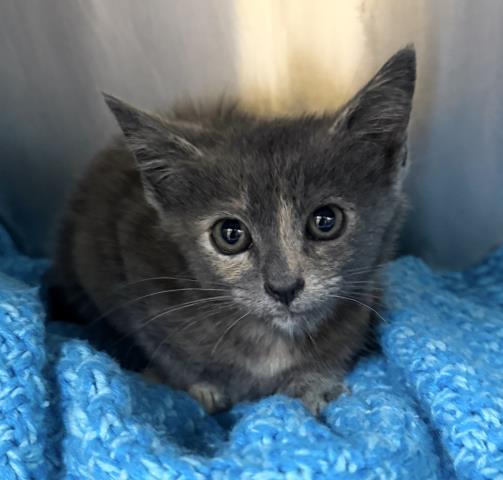 TURTLE, Adoptable, Kitten Female Domestic Short Hair.