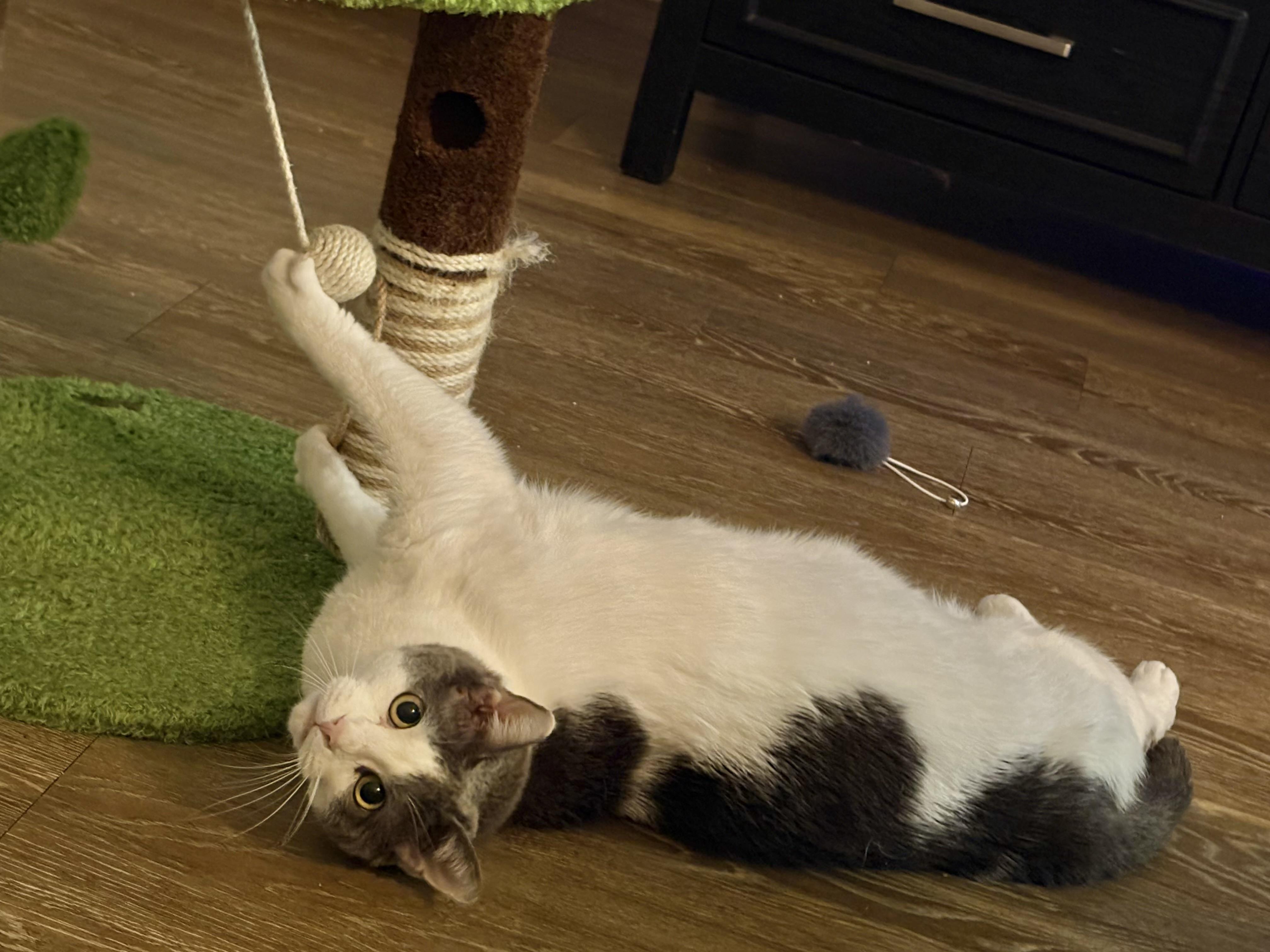 Enlarge Nala (sweet girl) video, a Adoptable Domestic Short Hair in Orlando, FL image 2/4