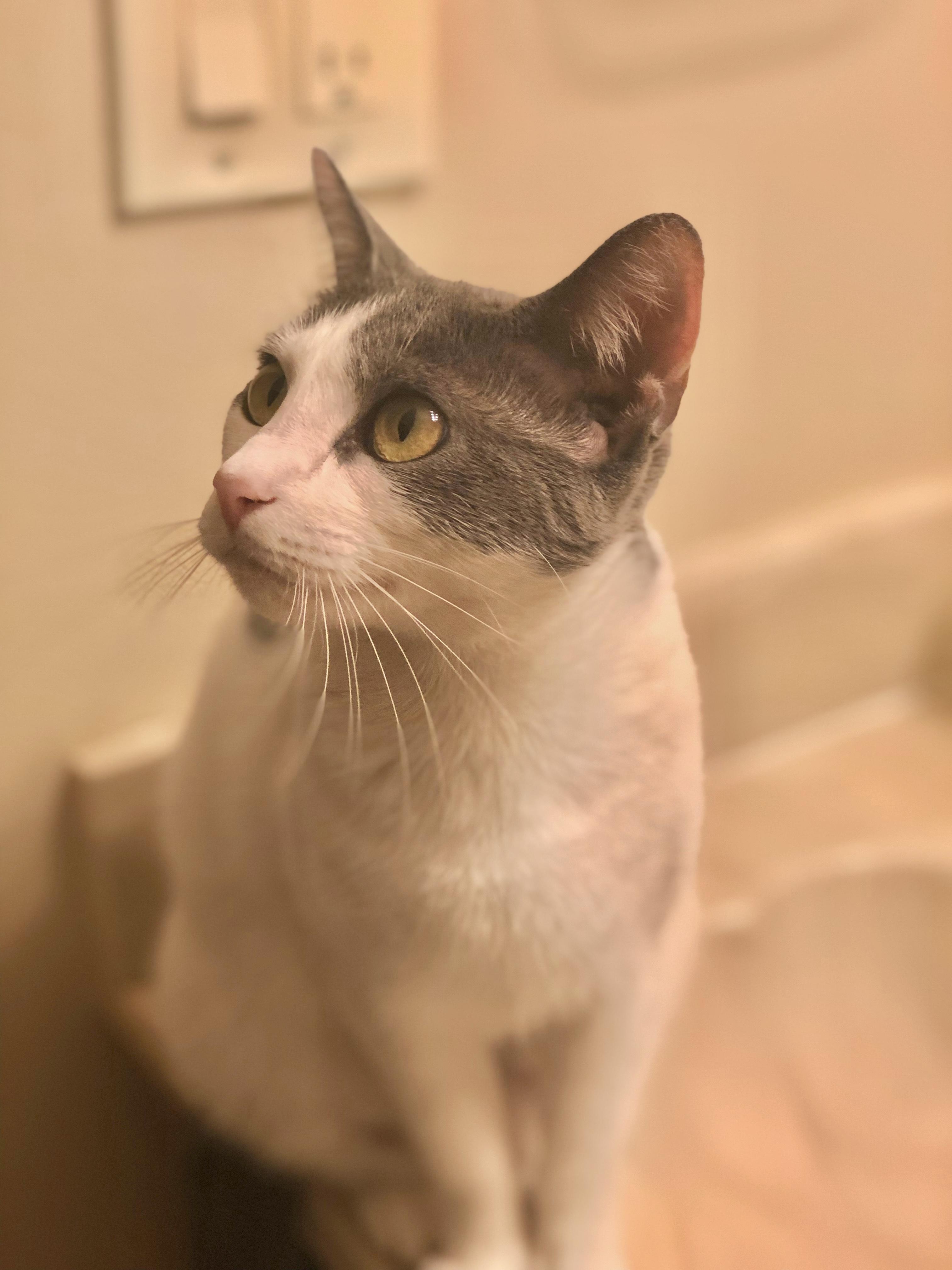 Enlarge Nala (sweet girl) video, a Adoptable Domestic Short Hair in Orlando, FL image 3/4
